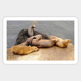 Baby California Sea Lions Sticker